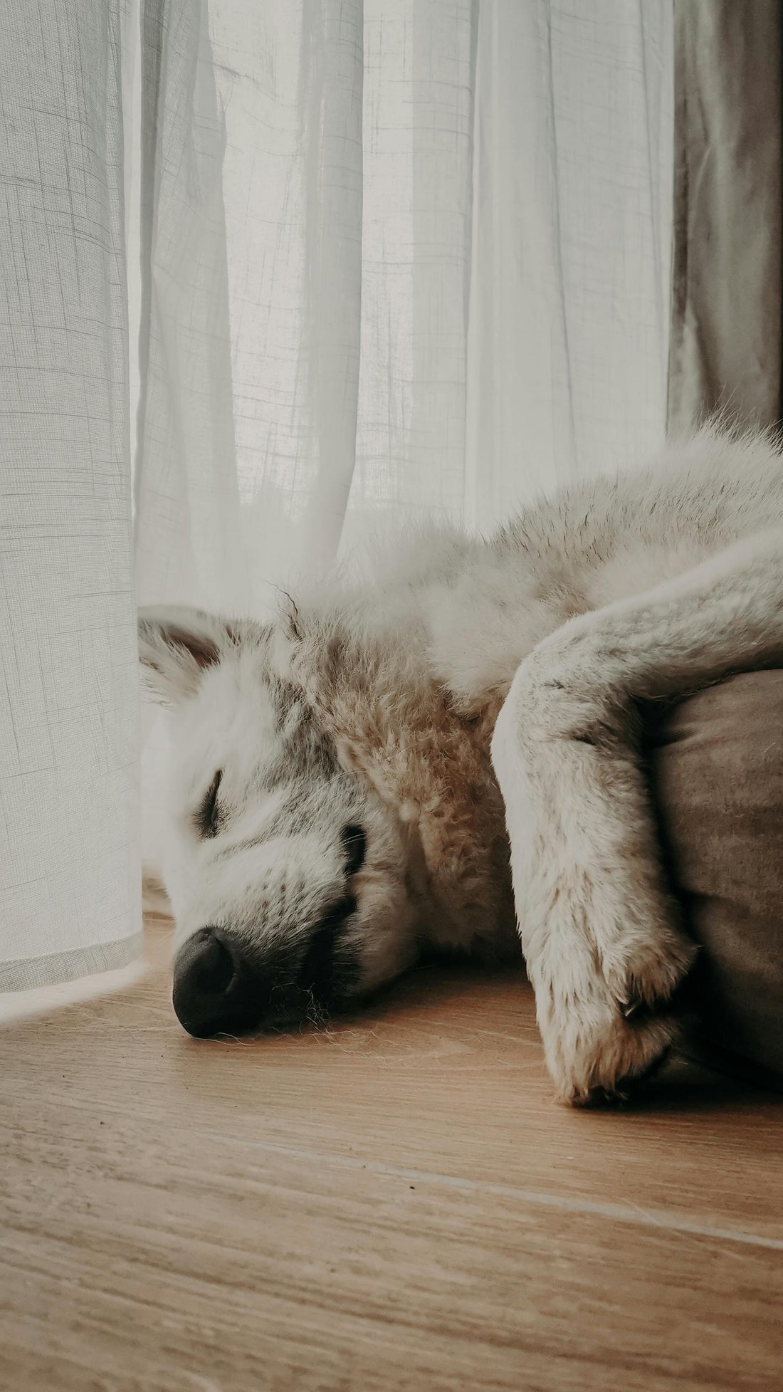 Hoe creëer je een rustige plek voor je hond in huis?